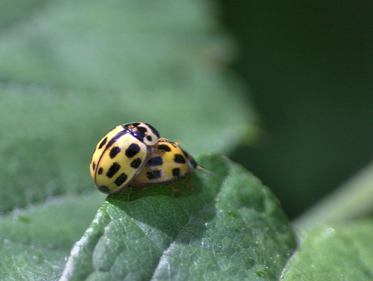 Propylea quatuordecimpunctata